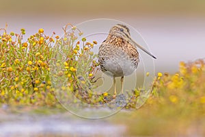 Common snipe wader bird in habitat background