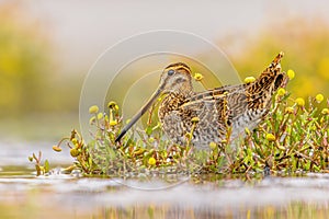 Common snipe wader bird in habitat background