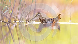 Common snipe wader bird in habitat background