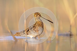 Common snipe wader bird in habitat background