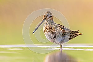 Common snipe wader bird in habitat background