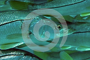 Common Snook-Centropomus undecimalis