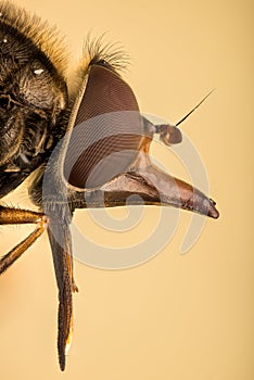 Common Snout-hoverfly, Heineken Hoverflies, Heineken Fly, Rhingia campestris