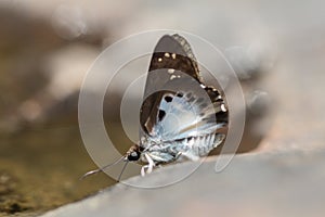 Common Snow Flat  Tagiades Japetus butterfly and bokeh background in nature.
