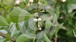 Common Snowberry Plant with white berries growing from a slender, vertical branch. photo