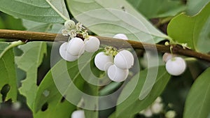 Common Snowberry Plant with white berries growing from a slender, vertical branch. photo