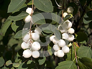 Common snowberry shrub