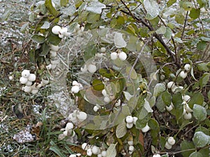 Common snowberry shrub