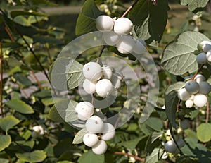 Common snowberry shrub