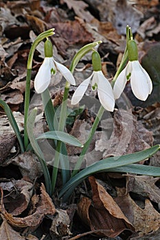Common snowdrop in bloom