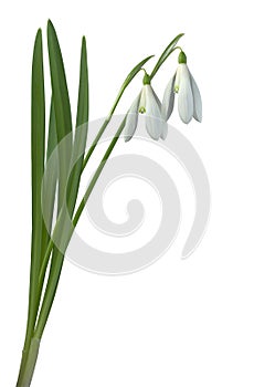 Common Snowdrop Flowers Cutout