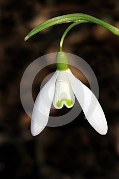 Common Snowdrop Galanthus nivalis