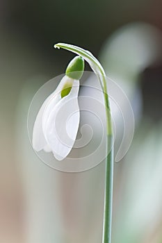 Common snowdrop, Galanthus nivalis, budding flower