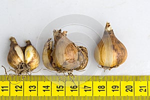 Common Snowdrop, Galanthus nivalis