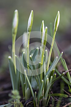 Common Snowdrop, Galanthus nivalis