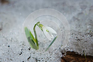 Common snowdrop Galanthus nivalis grow through melting dirty snow, nature awaken, tender flower struggle for life