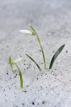 Common snowdrop Galanthus nivalis, sun ray shine on flower, early spring day, plant grow through melting dirty snow