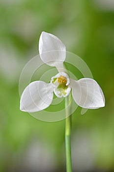 Common snowdrops, Galanthus nivalis, flower close-up