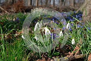 common snowdrops, Galanthus nivalis, and Scilla siberica in the woods