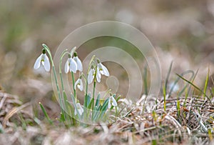 Common snowdrops growing from the ground during spring season