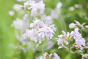 Common soapwort, bouncing-bet, crow soap, wild sweet William plant. Saponaria officinalis white flowers in summer garden photo