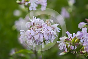 Common soapwort, bouncing-bet, crow soap, wild sweet William plant. Saponaria officinalis white flowers in summer garden