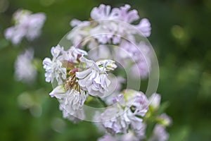 Common soapwort, bouncing-bet, crow soap, wild sweet William plant. Saponaria officinalis white flowers in summer garden photo