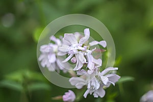 Common soapwort, bouncing-bet, crow soap, wild sweet William plant. Saponaria officinalis white flowers in summer garden
