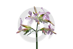 Common soapwort flowers Saponaria officinalis known also as bouncing-bet, crow soap, wild sweet William and soapweed