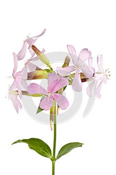 Common Soapwort isolated on white background