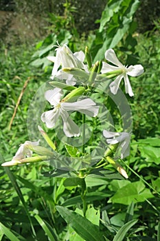 Common soapwort (Saponaria officinalis)