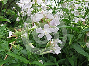 Common soapwort, Saponaria officinalis