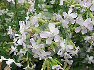Common soapwort, Saponaria officinalis
