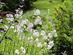 Common soapwort Saponaria officinalis or crow soap blooming in a summer garden