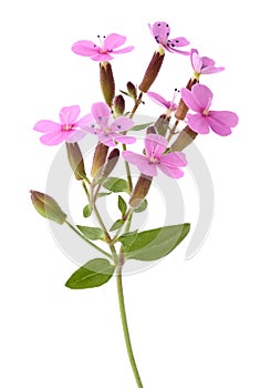 Common soapwort (Saponaria officinalis)