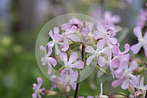 Common soapwort Saponaria officinalis, with pinkish flowers