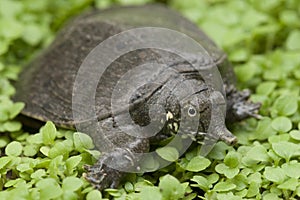 Common softshell turtle or asiatic softshell turtle