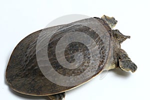 Common softshell turtle or asiatic softshell turtle Amyda cartilaginea