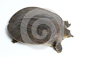 Común tortuga o asiático tortuga 