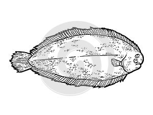 Common sole, isolated fish. Sketch scratch board imitation.