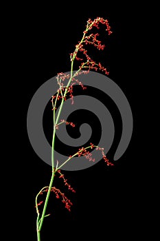 Common sorrel or garden sorrel (Rumex acetosa)