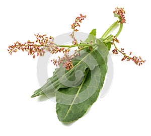 Common sorrel leaves and flowers