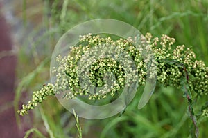 Common sorrel Rumex acetosa photo