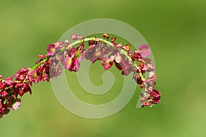 Common sorrel & x28;Rumex acetosa& x29; female plant in flower