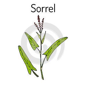 Common sorrel Rumex acetosa, garden plant