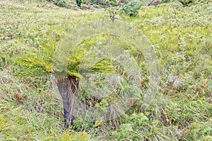 Common South African or Grassland Tree Fern, Cyathea dregei photo