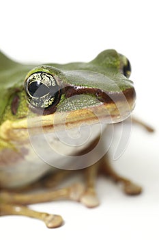 Common Southeast Asian Green Tree Frog