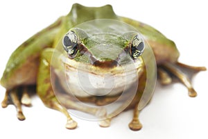 Common Southeast Asian Green Tree Frog