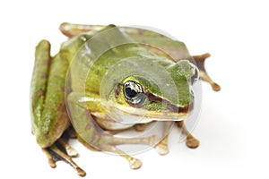 Common Southeast Asian Green Tree Frog