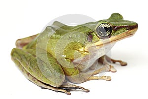 Common Southeast Asian Green Tree Frog